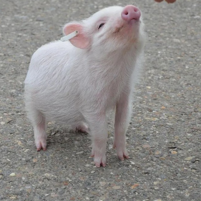 农业农村部再召猪企开会：不仅调减能繁母猪，还要调减生猪出栏量