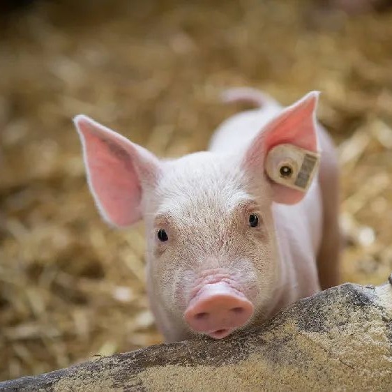 2026年3月20日猪价分析：延续跌势，底部震荡，产能去化持续