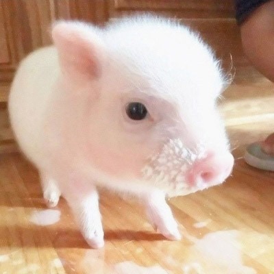 2026年3月20日猪价：多省猪价下行，市场整体承压