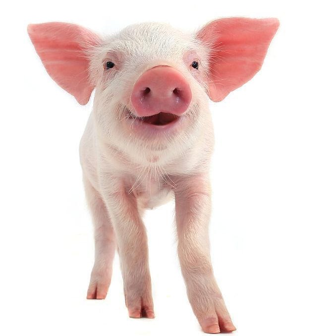 三部委联合印发通知！生猪保险迎重磅新规，重拳打击骗补等行为