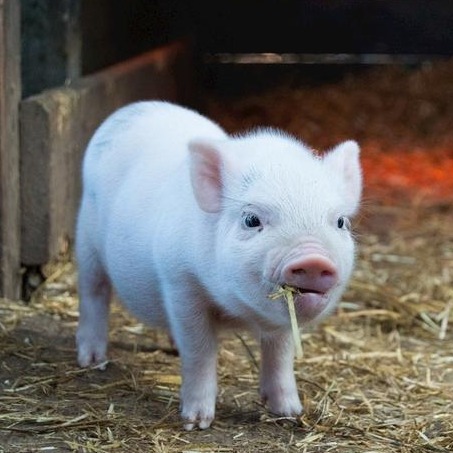 紧急通知｜主管部门紧急开会，生猪产能去化进入硬约束阶段