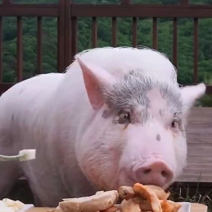 把握这四个关键的&ldquo;一星期&rdquo;，养猪效益将大大提高！