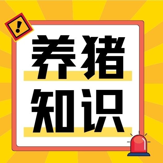 春季育肥猪全流程管理，新手老手都适用！
