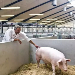 猪多发性浆膜炎与关节炎如何诊断治疗