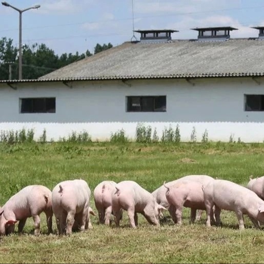 紧急通知｜相关部门召开生猪产能调控会议，明确猪企产能调减核心要求