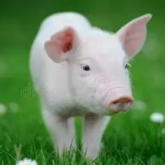 冬季猪圆环病毒的预防与治疗策略