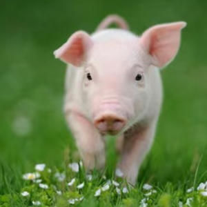 氟苯+多西与替米+氟苯呼吸道疾病的区别  