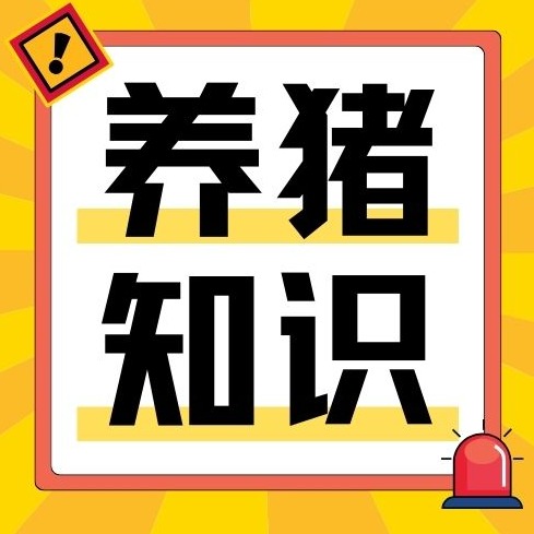 仔猪脱肛总复发？中西医结合根治方案，治愈率大幅提高！