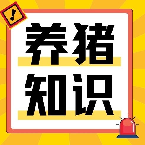 母猪胀气难救治，预防大于治疗！