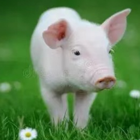 温度对猪只的影响