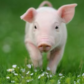 猪传染性胸膜肺炎的防控方案