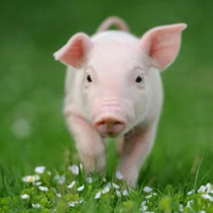 育肥猪健康管理的关键环节