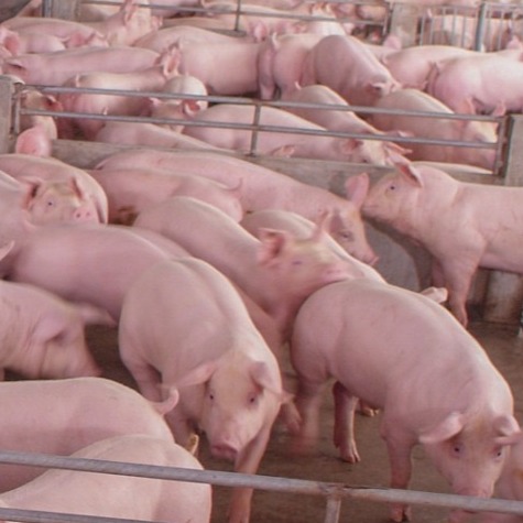 兽医在猪病防控上最易犯的六大错