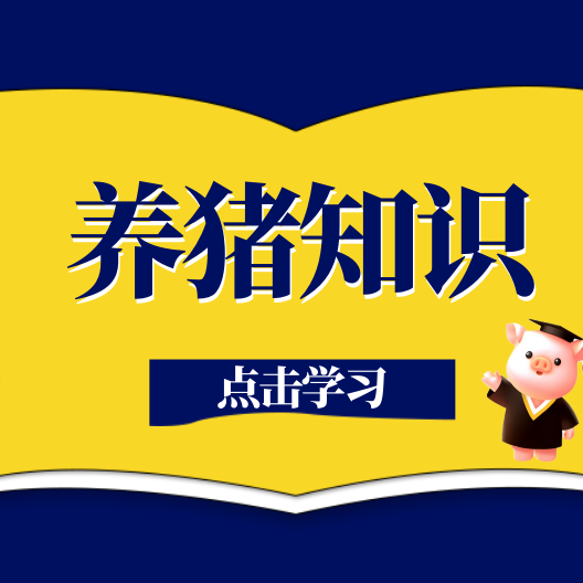 仔猪阉割全流程细节，老养猪人经验总结