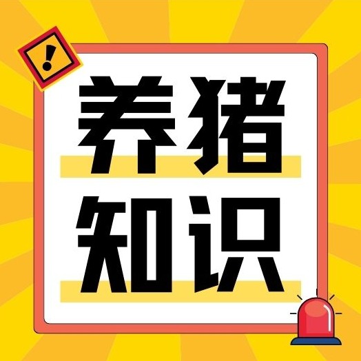 低应激 + 高适配 + 强防护！养好保育猪的五大黄金法则