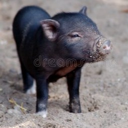 今日猪价：(2026.3.23)全国最新生猪价格行情涨跌表&mdash;持续磨底，散养户vs规模猪企