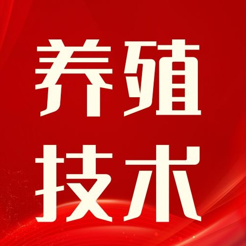 母猪胀气难救治，预防大于治疗！