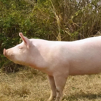 马有祥：规模化不是挤压和剥夺小农户，而是发展方向