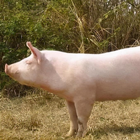 政策硬约束落地！16家头部猪企能繁母猪去化数据出炉，降幅最高20%