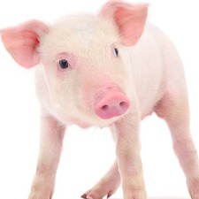 预警！猪价将跌破4元/斤！还要跌半年？养猪业进入全面亏损时代