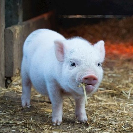 发放1.2万亿元贷款！原则上不支持生猪养殖场扩大生产！全国两会后，关于生猪行业有哪些支持政策？又划定