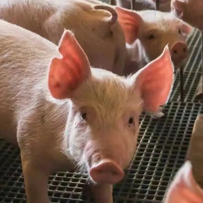 育肥场常用的呼吸道药物主要适应症和十种配伍组合（总结）