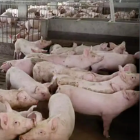 哺乳料的重要指标把控