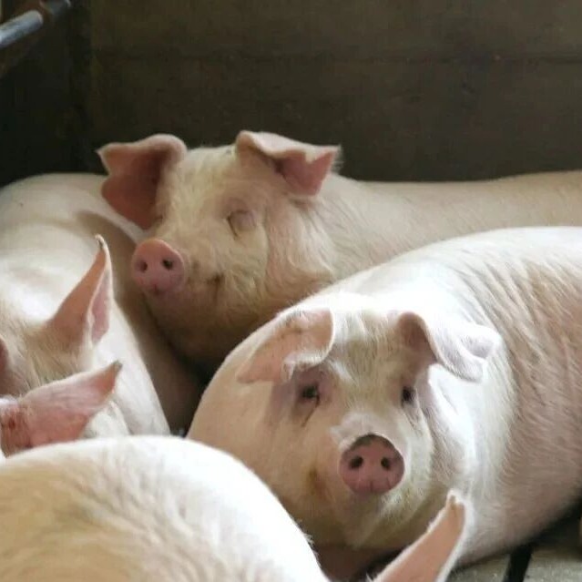 妊娠料的重要指标把控