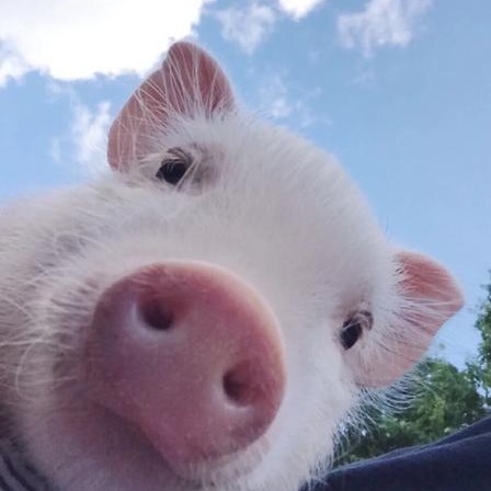 猪周期谷底，谁在为养猪人&ldquo;托底&rdquo;？