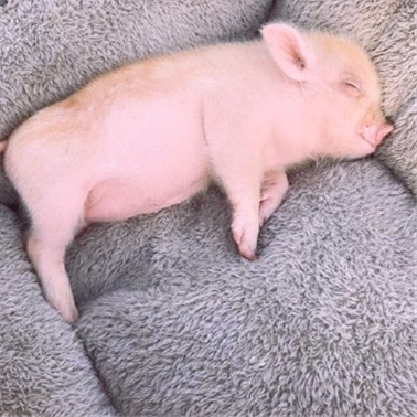 再出重拳！政策红线已划，严禁二次育肥、禁止盲目扩产！养猪业迎来最严&ldquo;瘦身令&rdquo;！