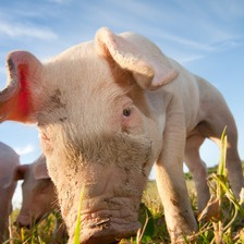 养猪这件事效率比体重更重要