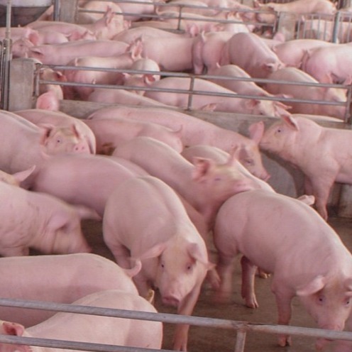 如何让母猪断奶&rarr;发情&rarr;配种，受胎率95%