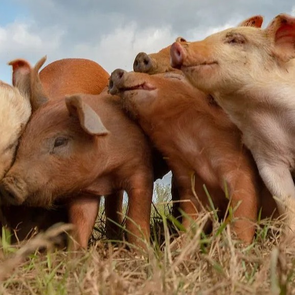 生猪行业最新动态（2026年3月下旬）：收储启动 行业深度调整持续