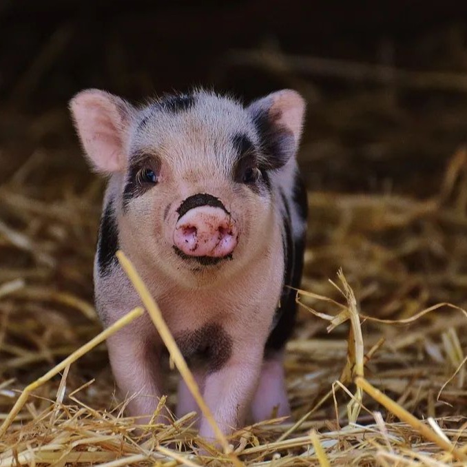 猪蓝耳与副猪混感难治？分享一例成功治疗案例