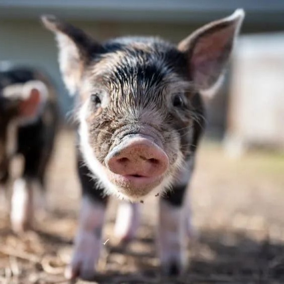 今日起，又一大批饲企宣布涨价！不接受预付款，饲料全面涨价，养殖户直呼顶不住！