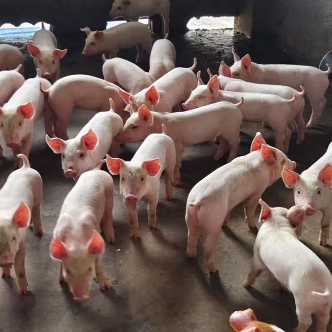 保育猪消瘦腹围增大的详细原因分析