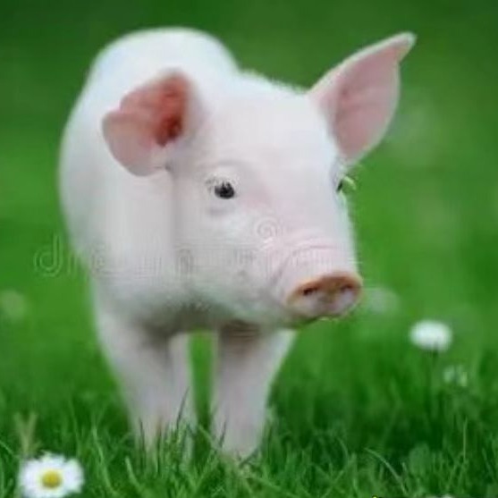   兽用地塞米松的作用和机制 