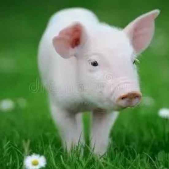 保育猪爆发蓝耳病的正确处理方案