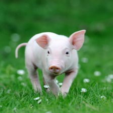 春季养猪：疾病预防与养殖管理要点！