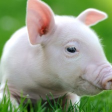 农技微课堂 | 告别 &ldquo;高成本、低收益&rdquo;！生猪养殖增效技术指南来了