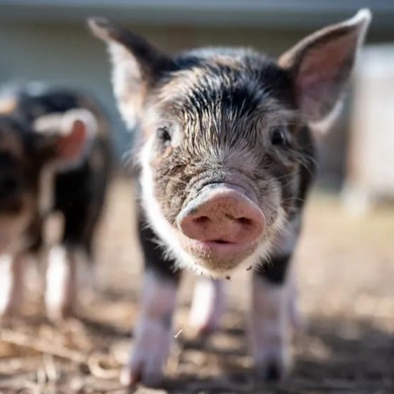 青霉素治猪病的6个经典兽药配伍方法