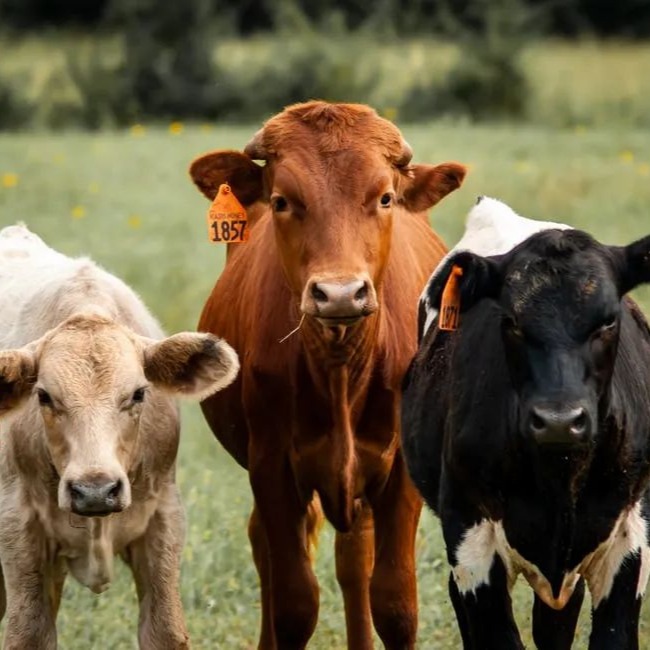 这些饲料，坚决不能让牛羊吃到！碰都别碰！切记！