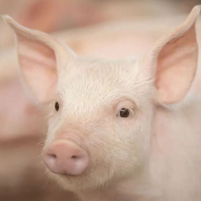 保育猪健康管理的早期预警框架（共四篇）第一篇：亚健康的5类早期信号