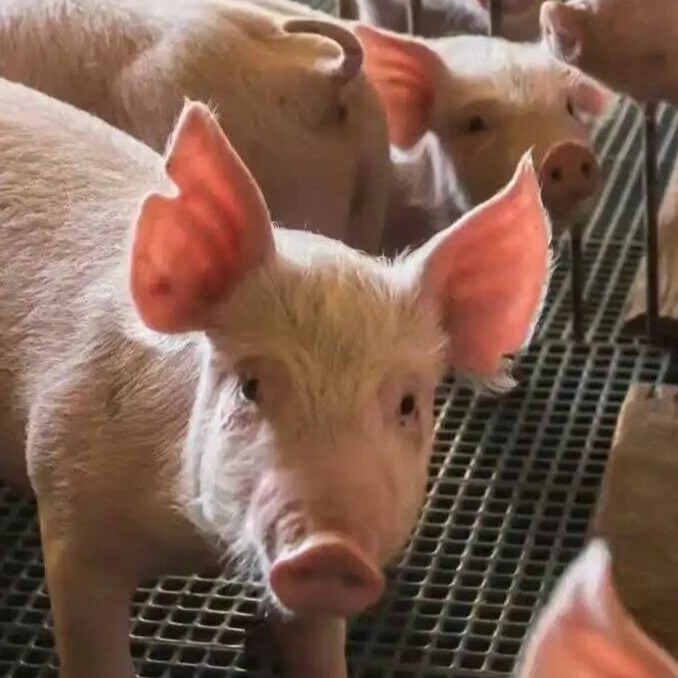 深度解析保育猪圆环免疫抑制下的继发感染、衰竭与皮炎等核心问题（三）