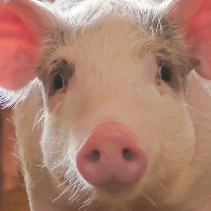 深度解析保育猪圆环免疫抑制下的继发感染、衰竭与皮炎等核心问题（一）