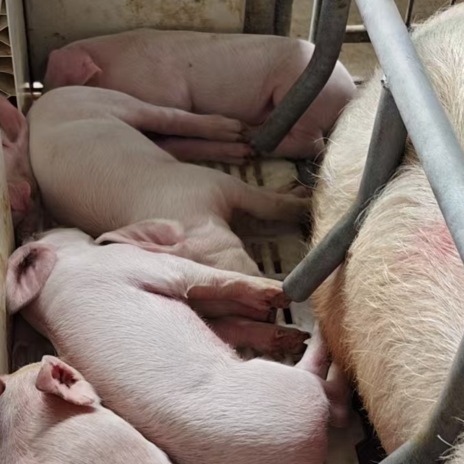 生产断奶仔猪苗如何从生产环节中挖掘降本空间？（2/2）