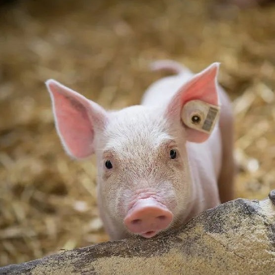 明日猪价 | 2026.3.26日~全国各地最新猪价（猪价已更新！）