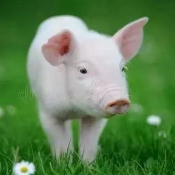 猪增生性回肠炎精准防控方案