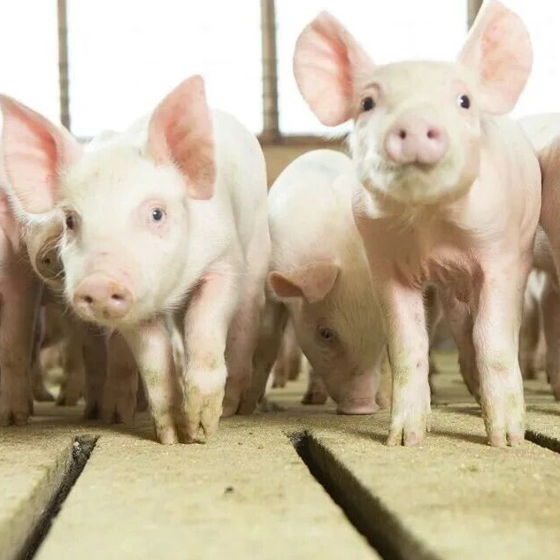 兽用替米考星药效特点及用途