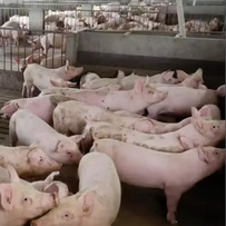 育肥猪饮水嘴的安装及固定方法